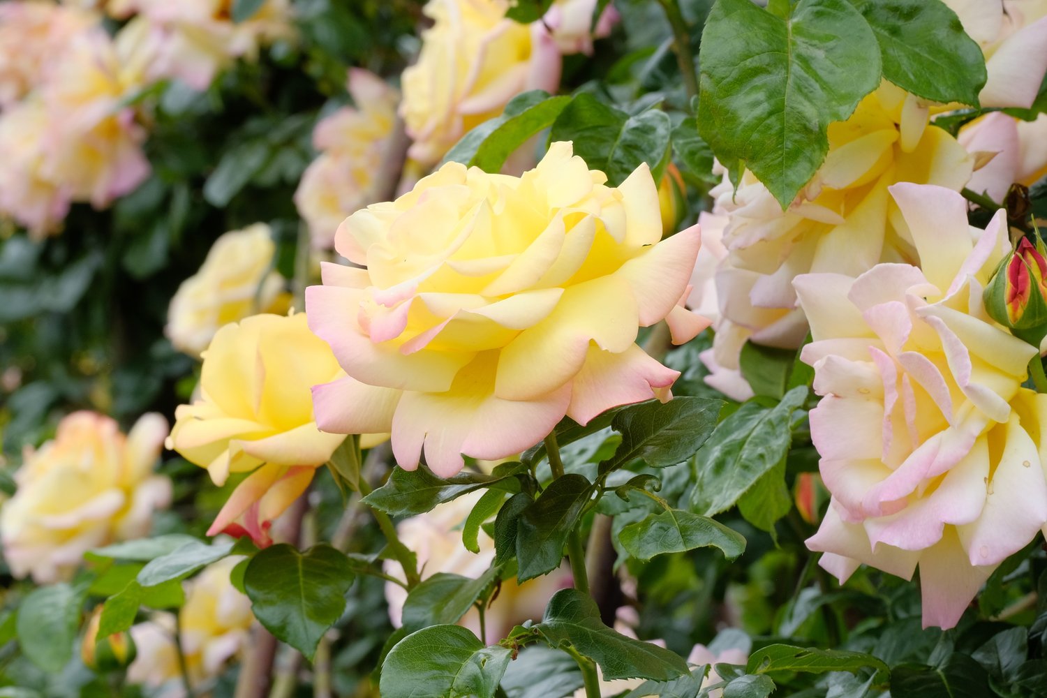 Rosa PEACE®
