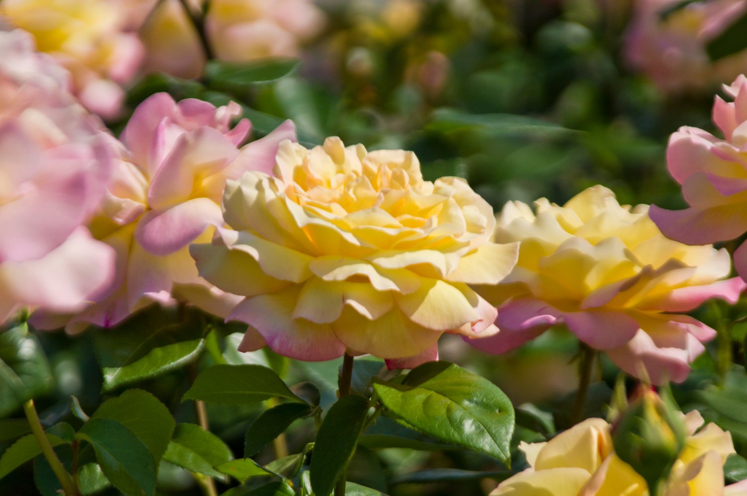Rosa PEACE®
