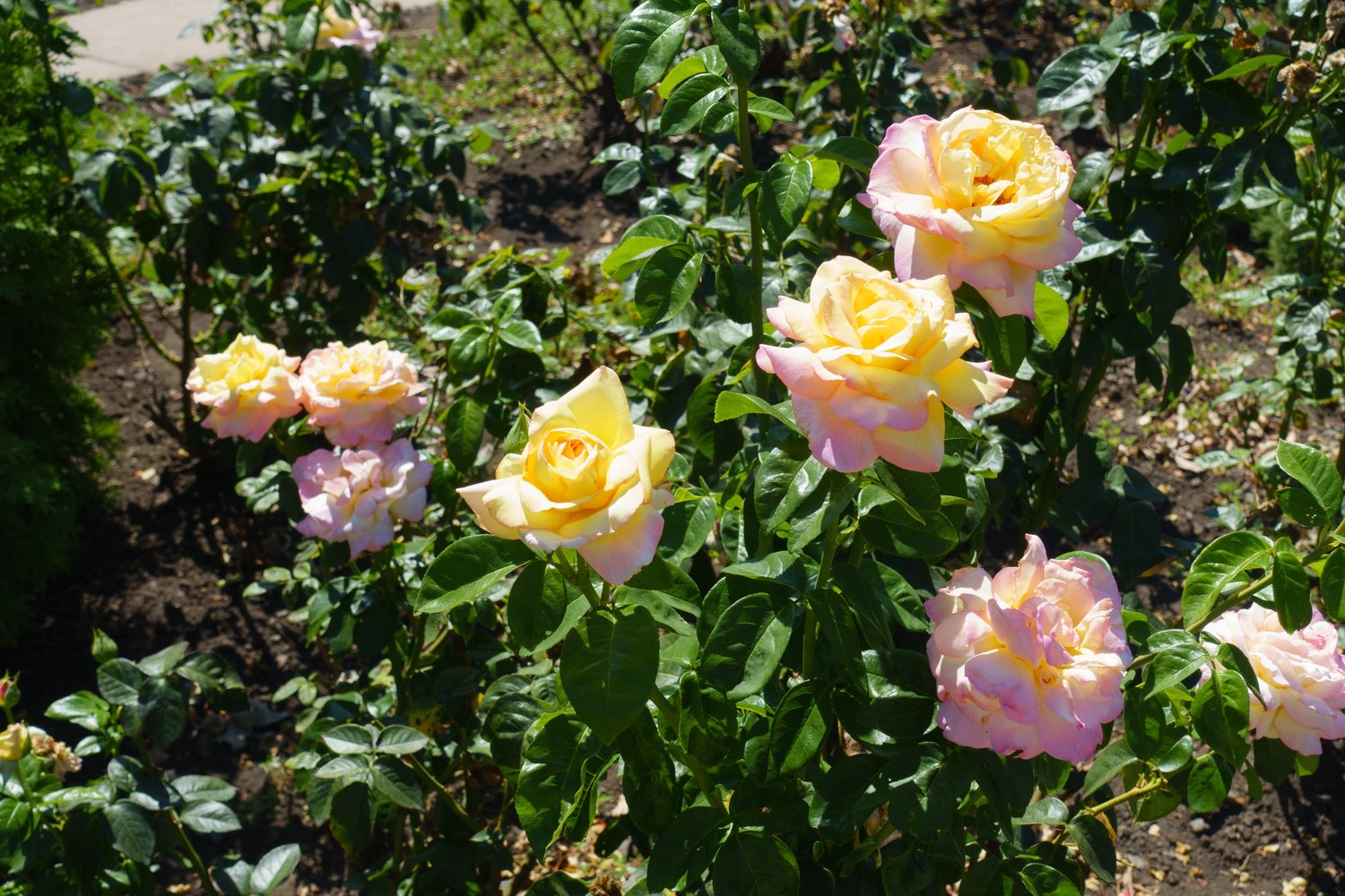 Rosa PEACE®