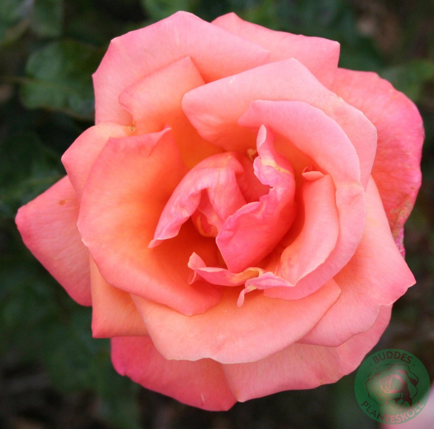Rosa TROIKA