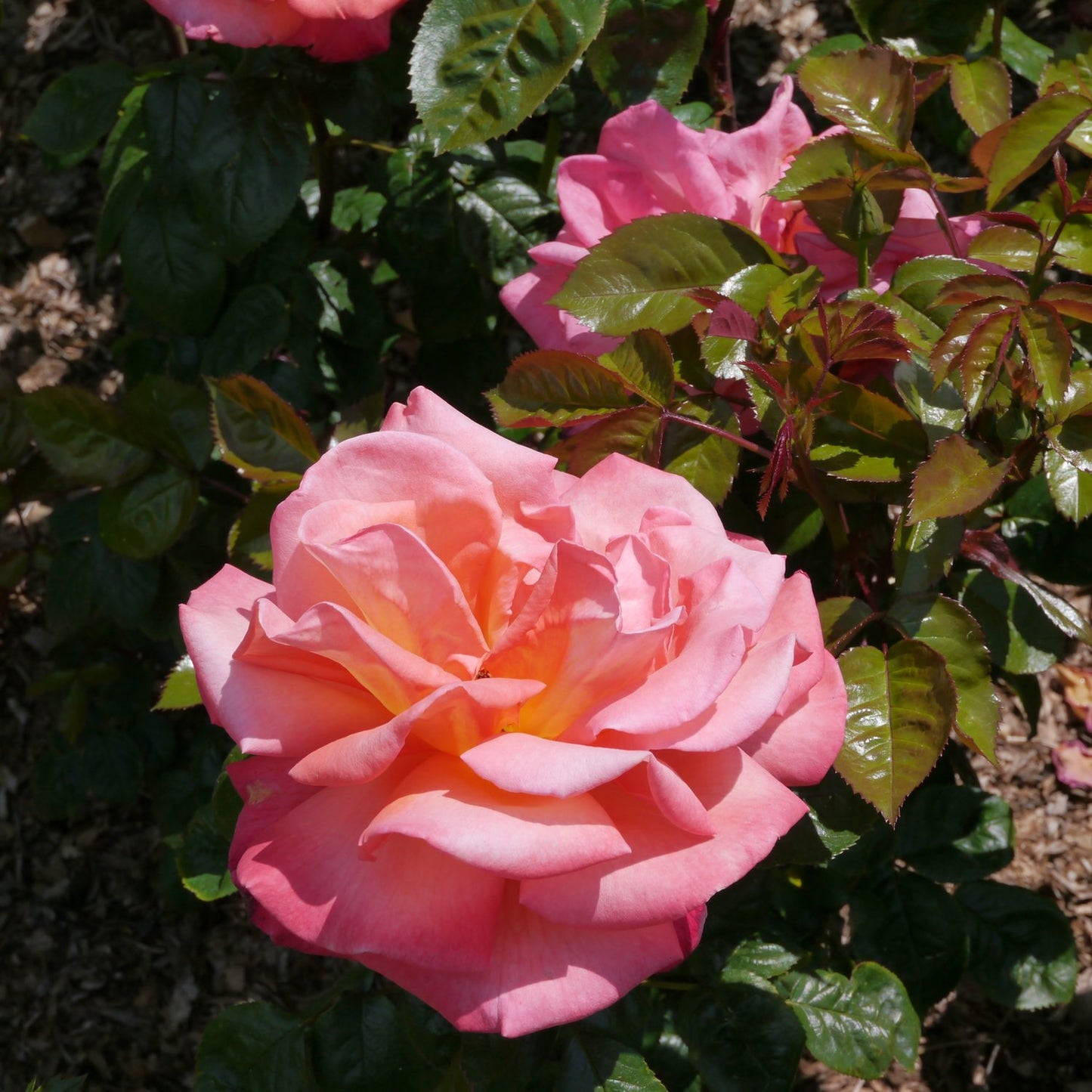Rosa TROIKA