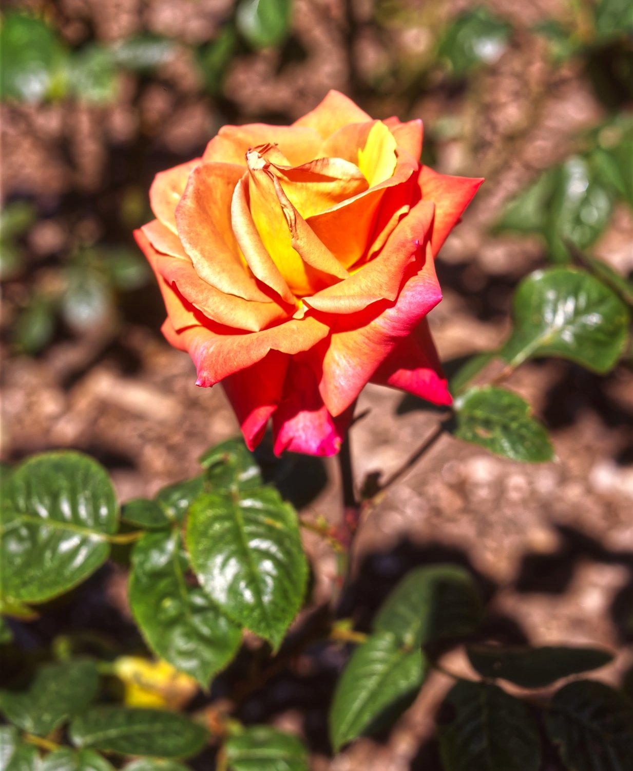 Rosa TROIKA