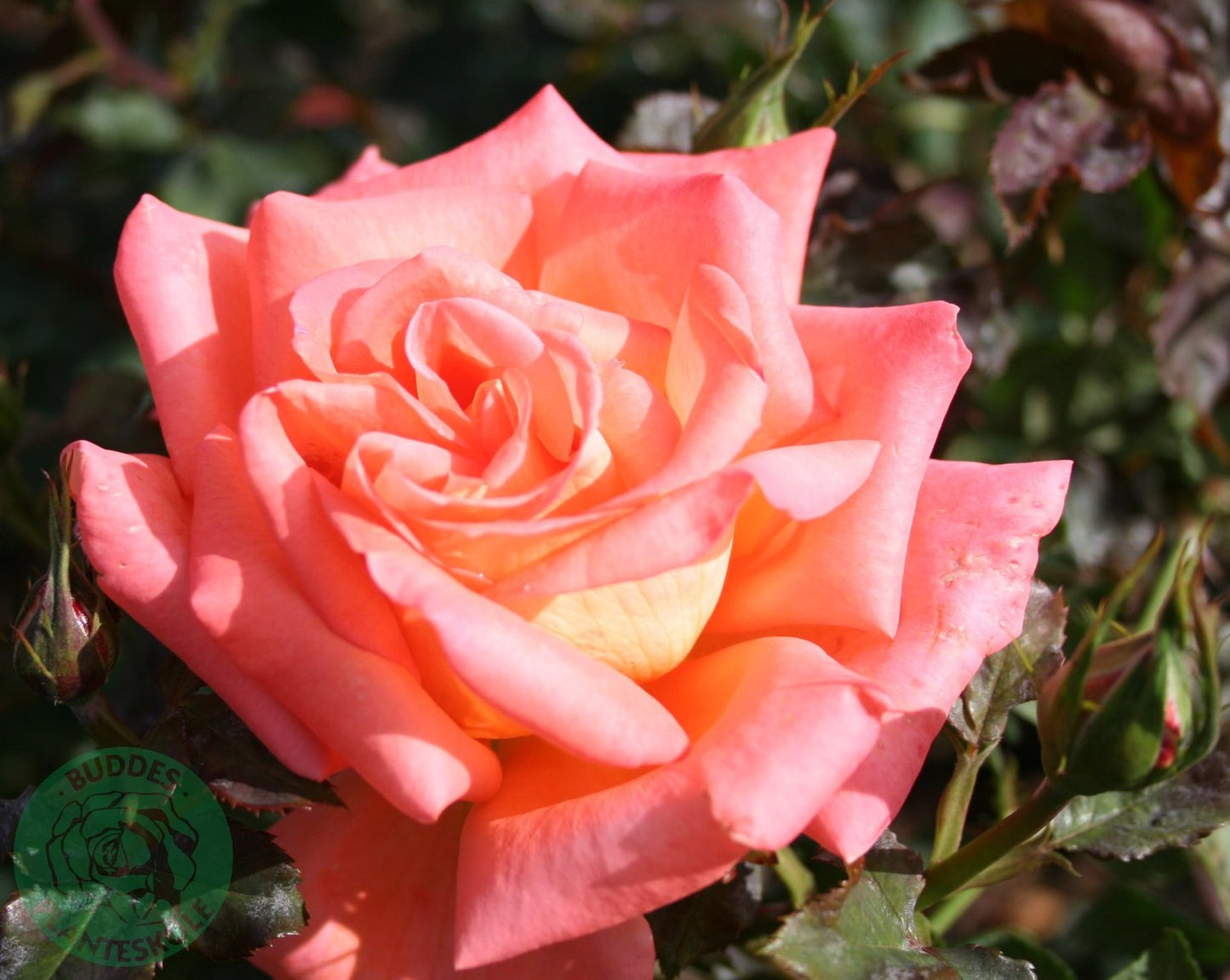 Rosa Victor Borge
