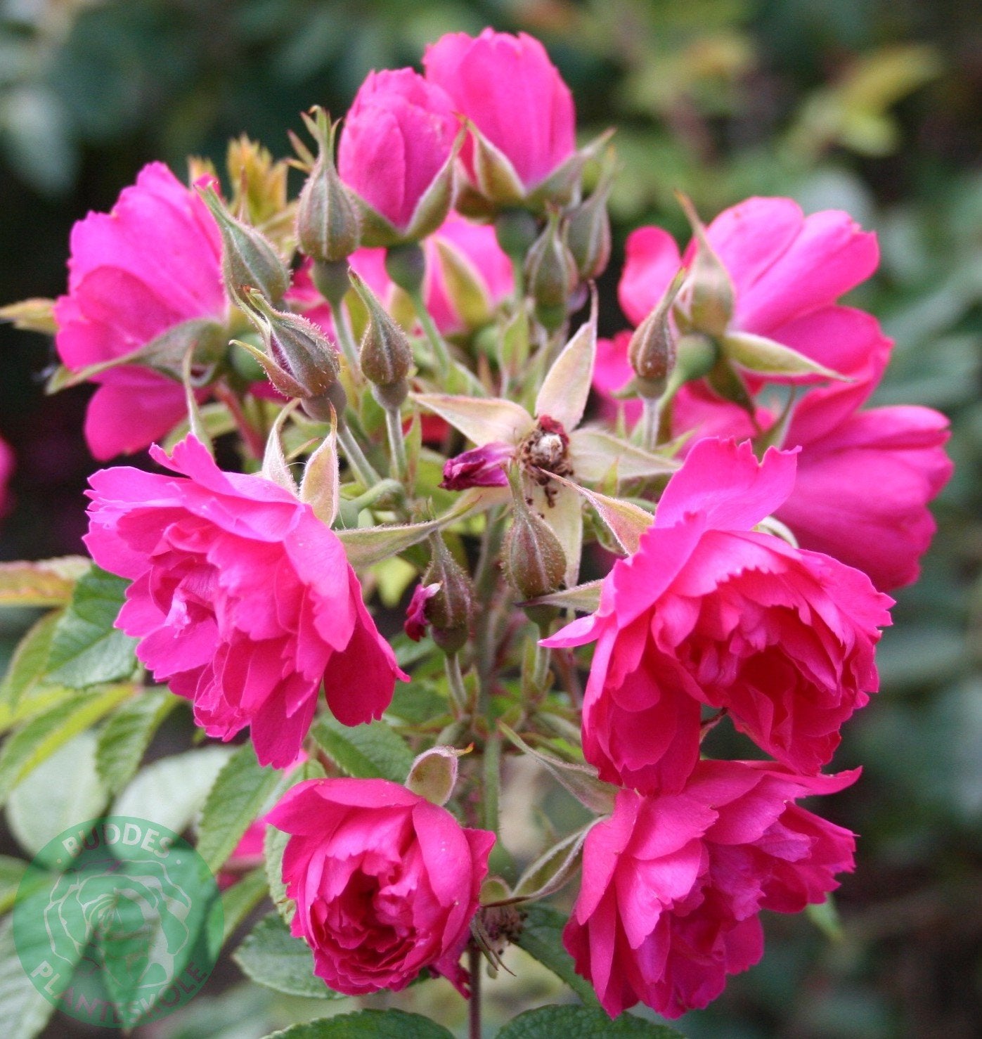 Rosa 'F. J. Grootendorst'