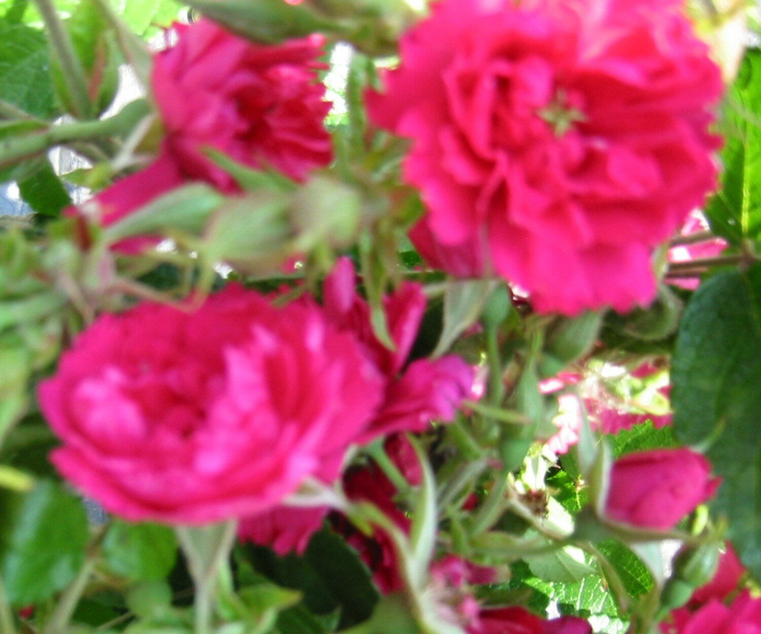 Rosa 'F. J. Grootendorst'