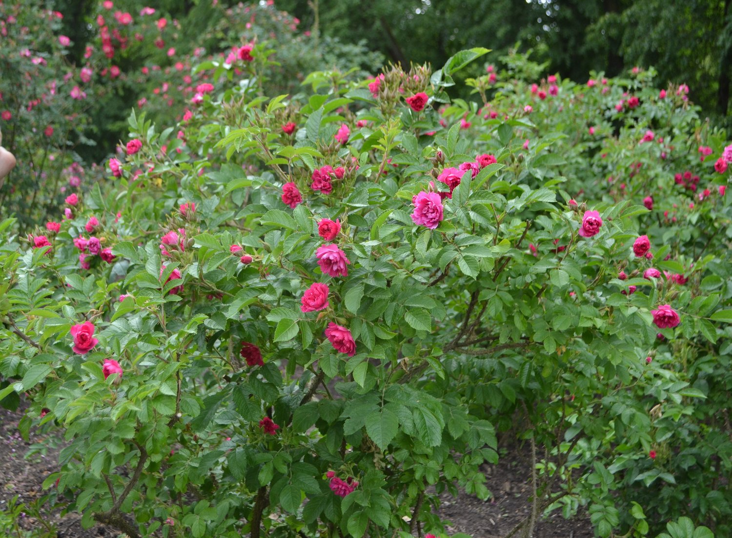 Rosa 'F. J. Grootendorst'
