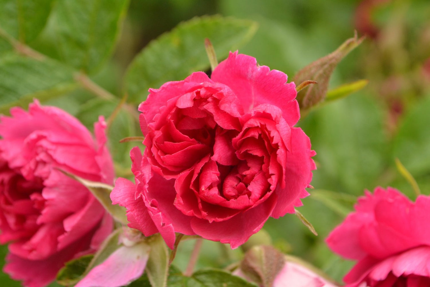 Rosa 'F. J. Grootendorst'