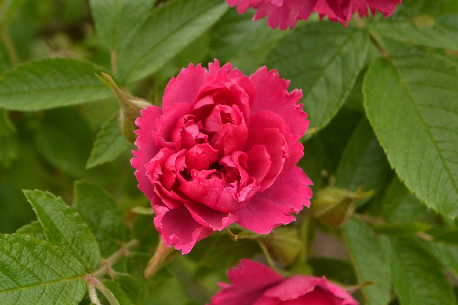 Rosa 'F. J. Grootendorst'