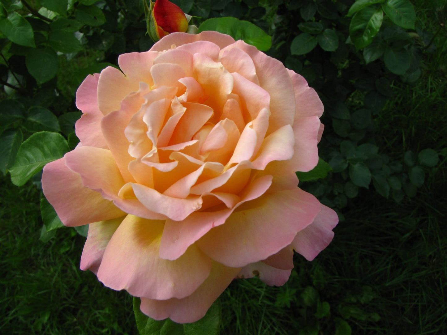 Rosa 'Frühlingsduft'