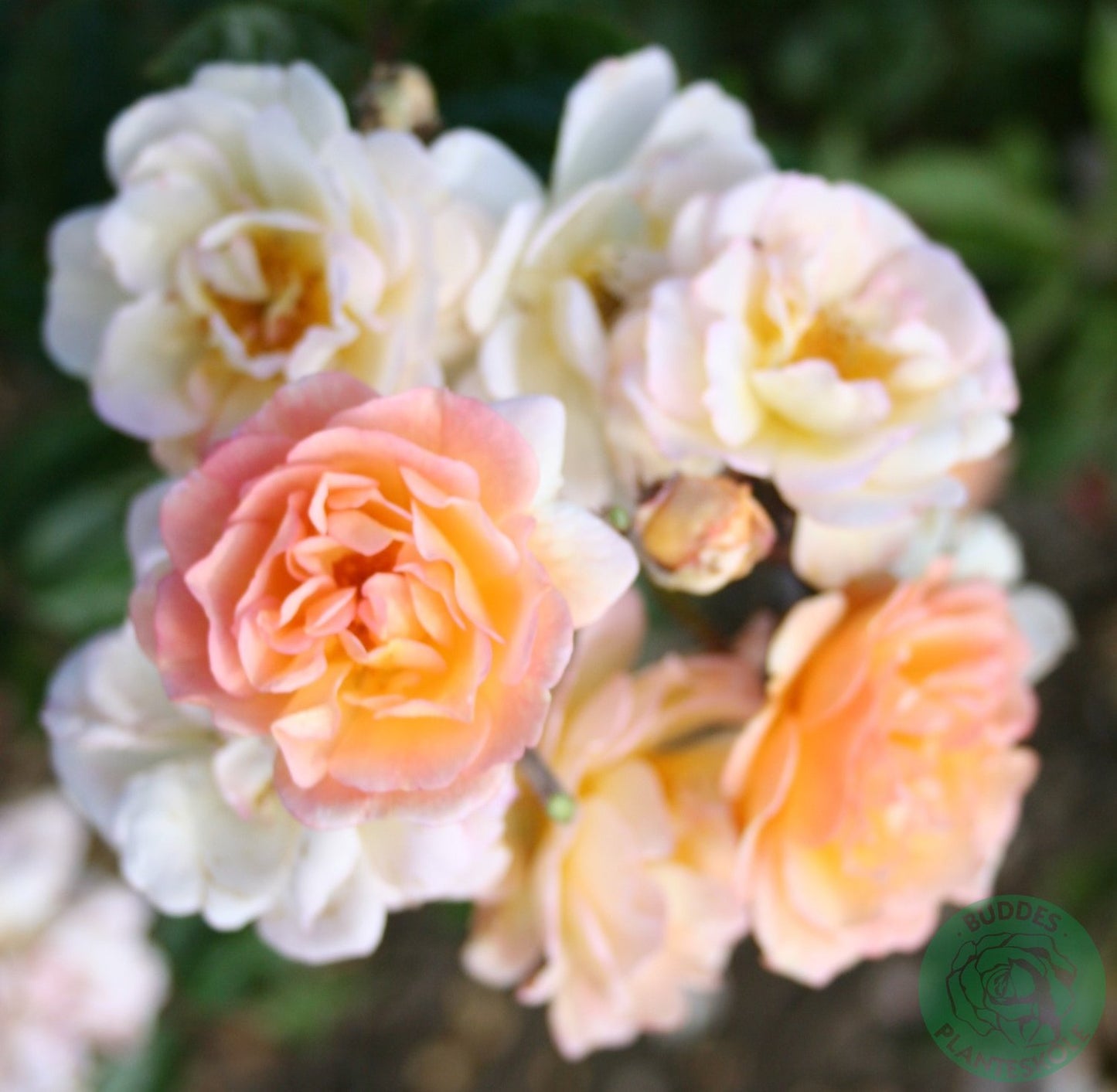 Rosa 'Ghislaine de Féligonde'