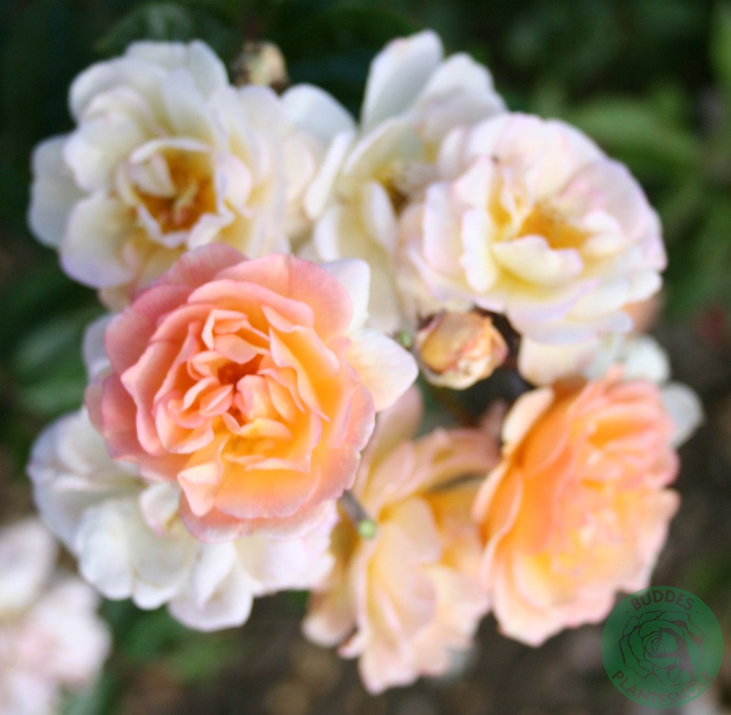 Rosa 'Ghislaine de Féligonde'