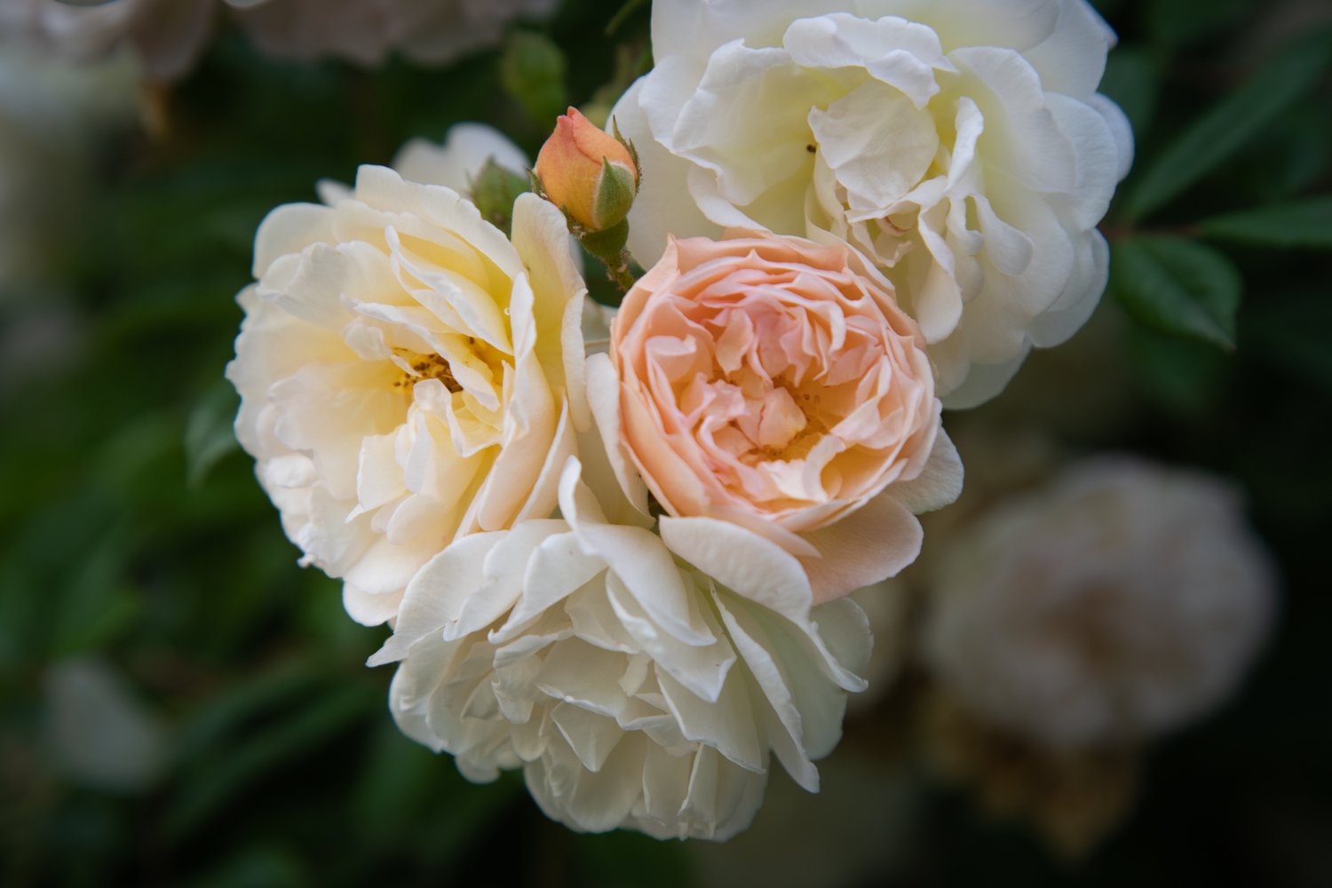 Rosa 'Ghislaine de Féligonde'