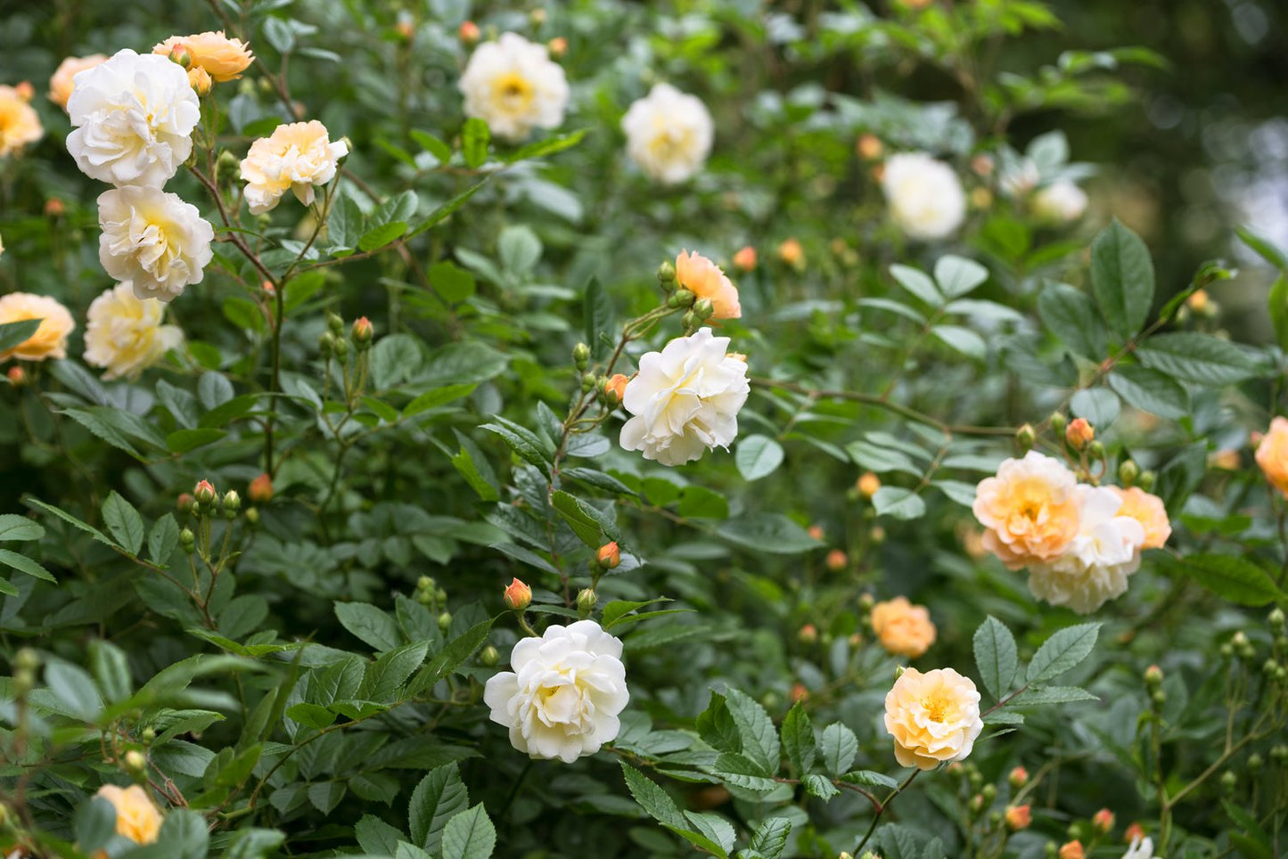 Rosa 'Ghislaine de Féligonde'