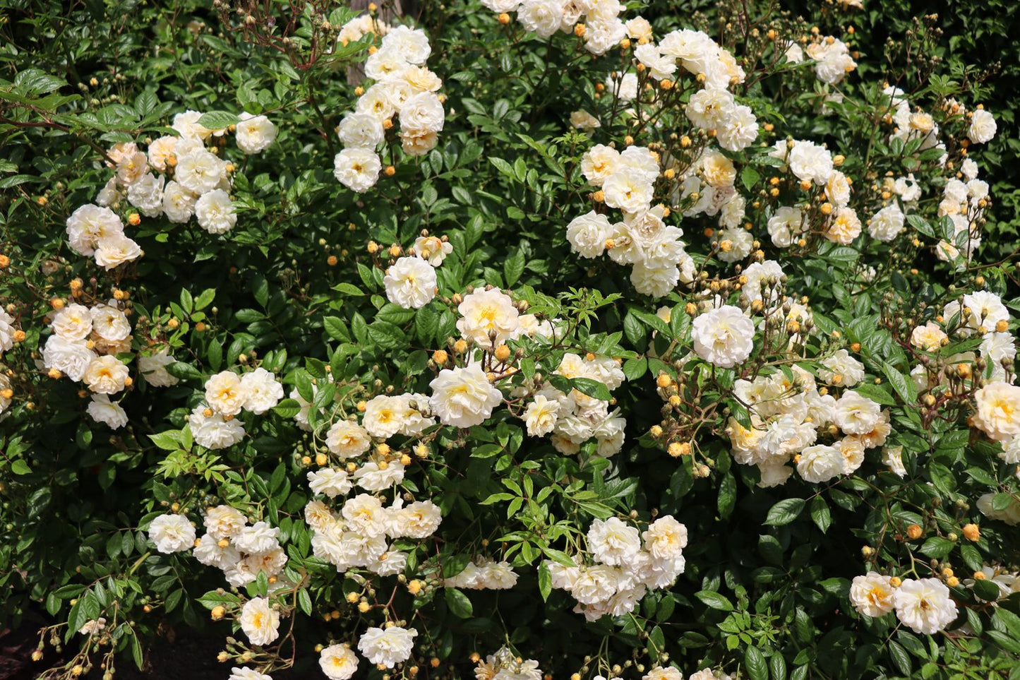 Rosa 'Ghislaine de Féligonde'
