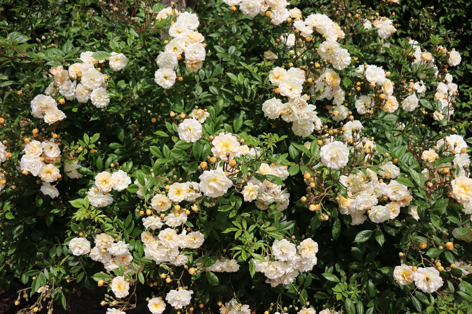 Rosa 'Ghislaine de Féligonde'