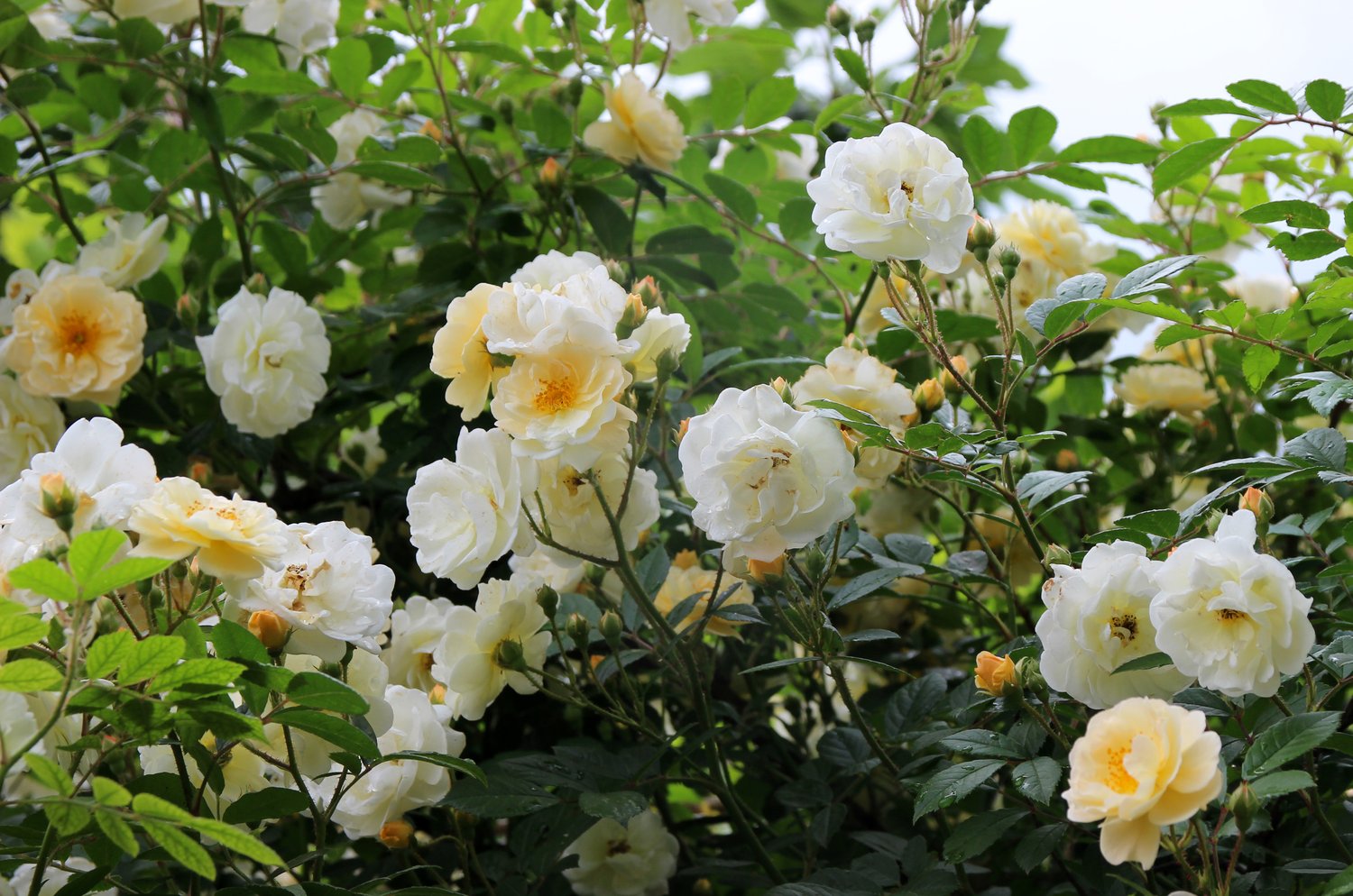Rosa 'Ghislaine de Féligonde'