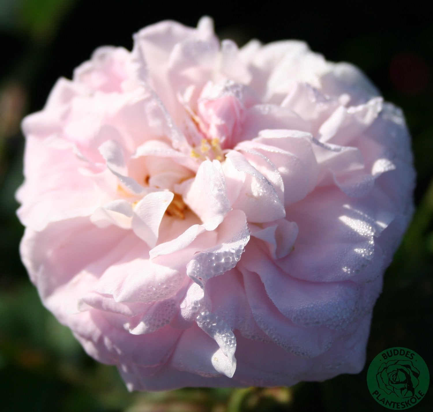 Rosa 'Maidens Blush'