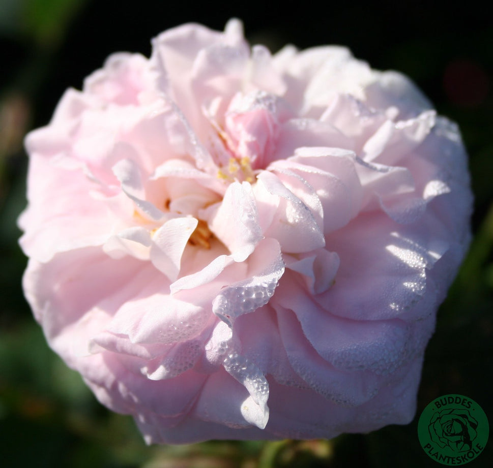 Rosa 'Maidens Blush'