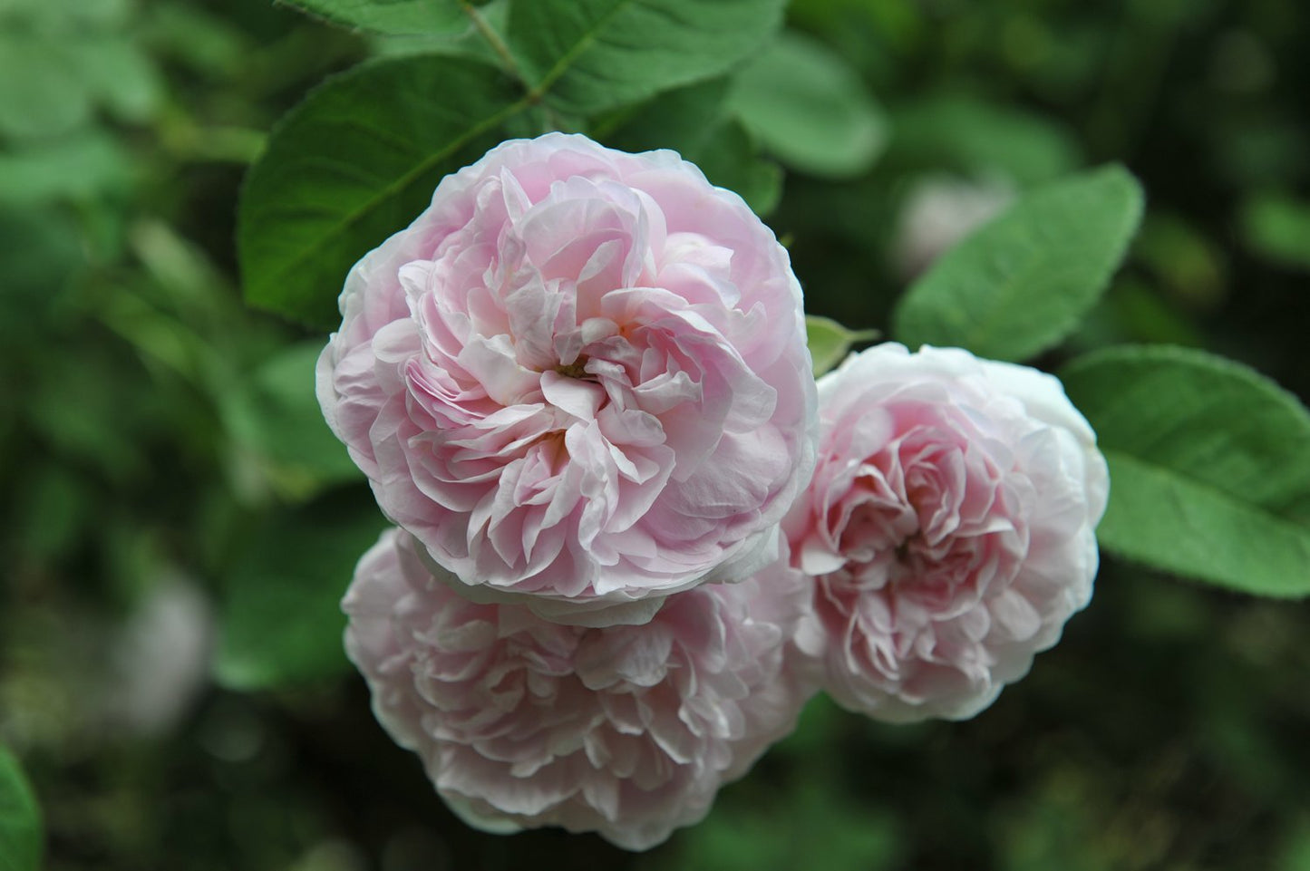 Rosa 'Maidens Blush'