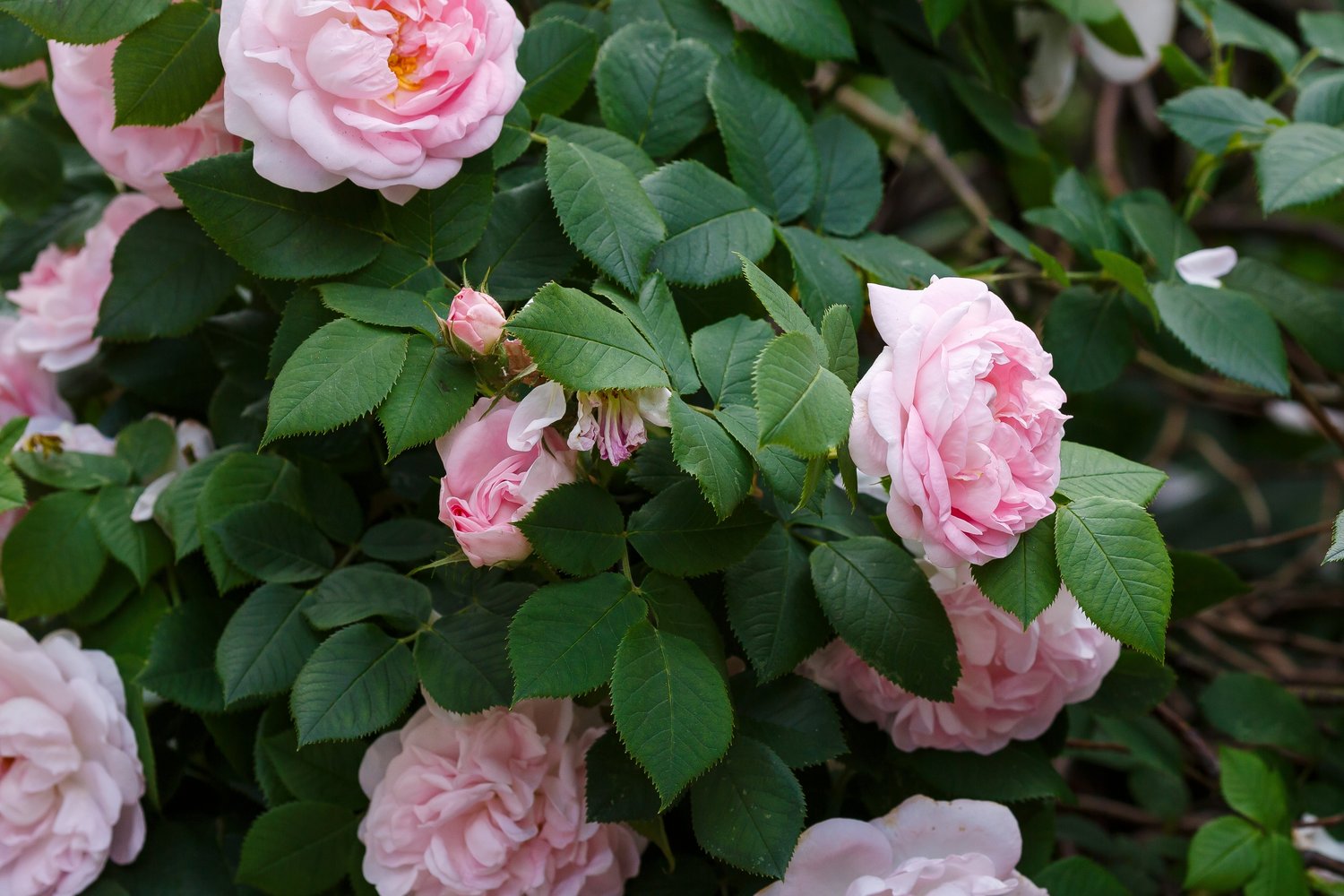 Rosa 'Maidens Blush'