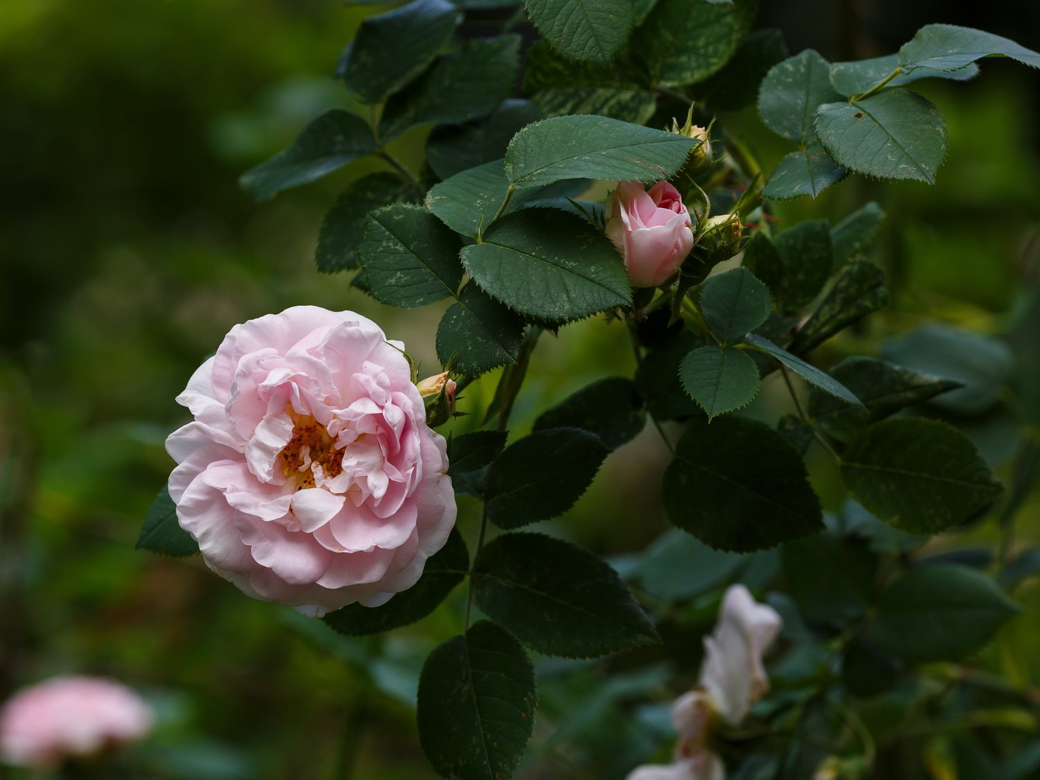 Rosa 'Maidens Blush'
