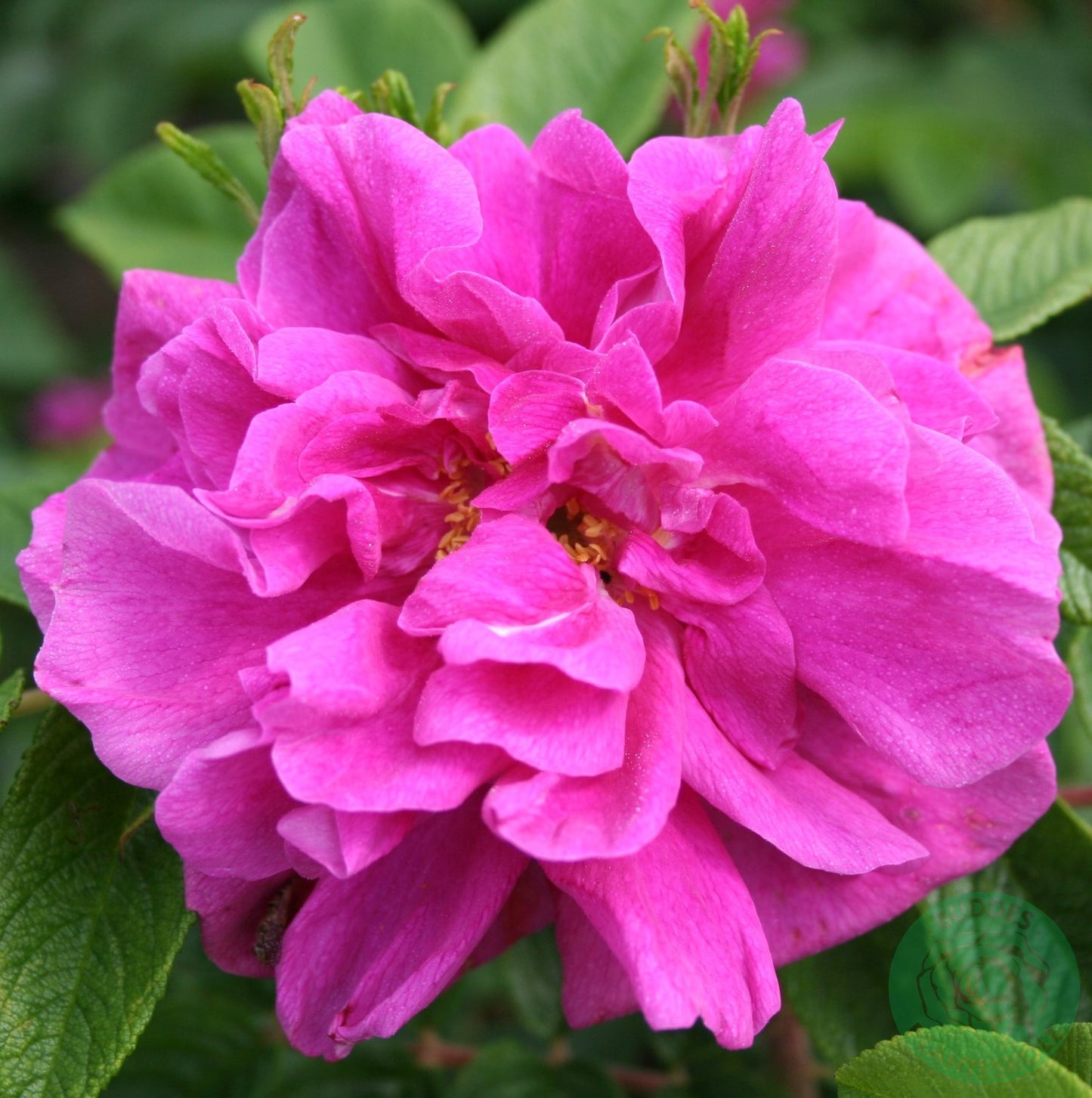 Rosa 'Hansa'
