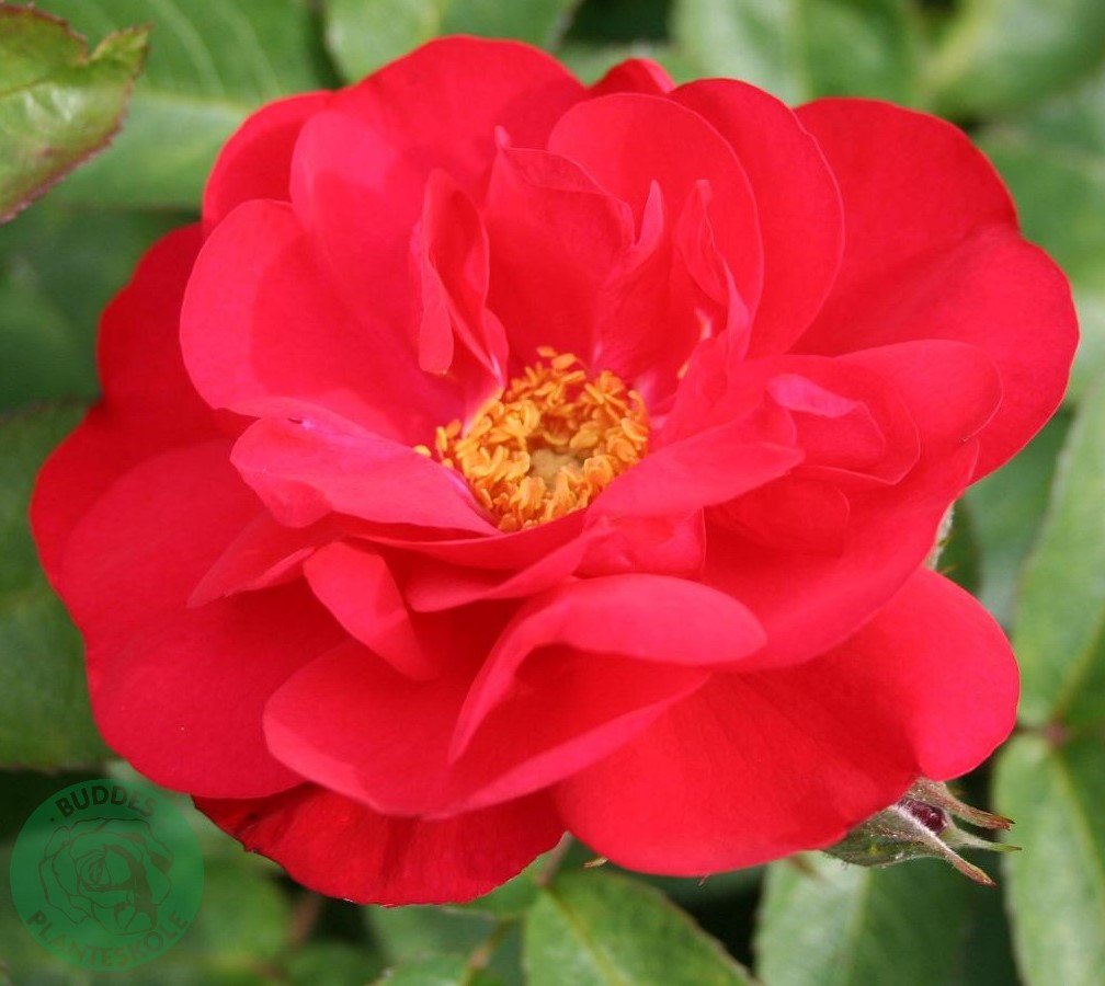 Rosa Hansaland