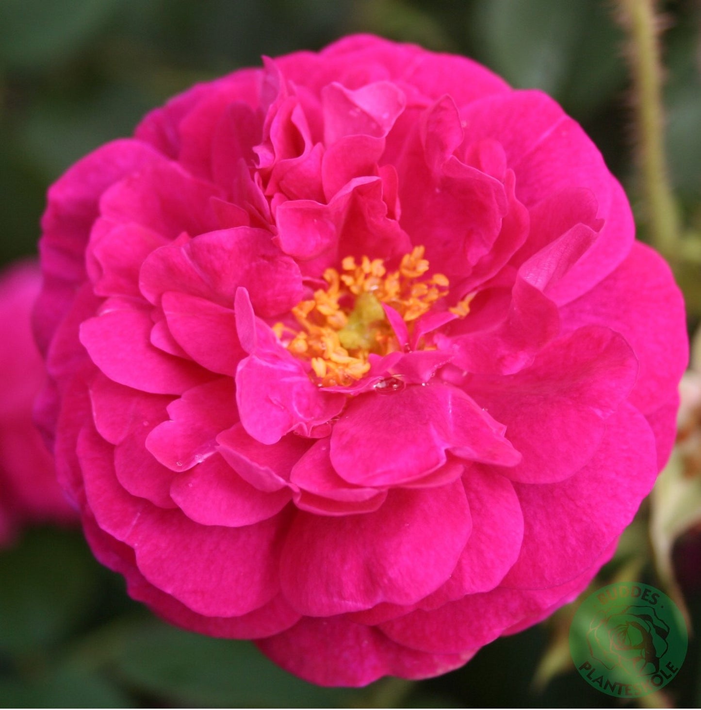 Rosa 'Henri Martin'