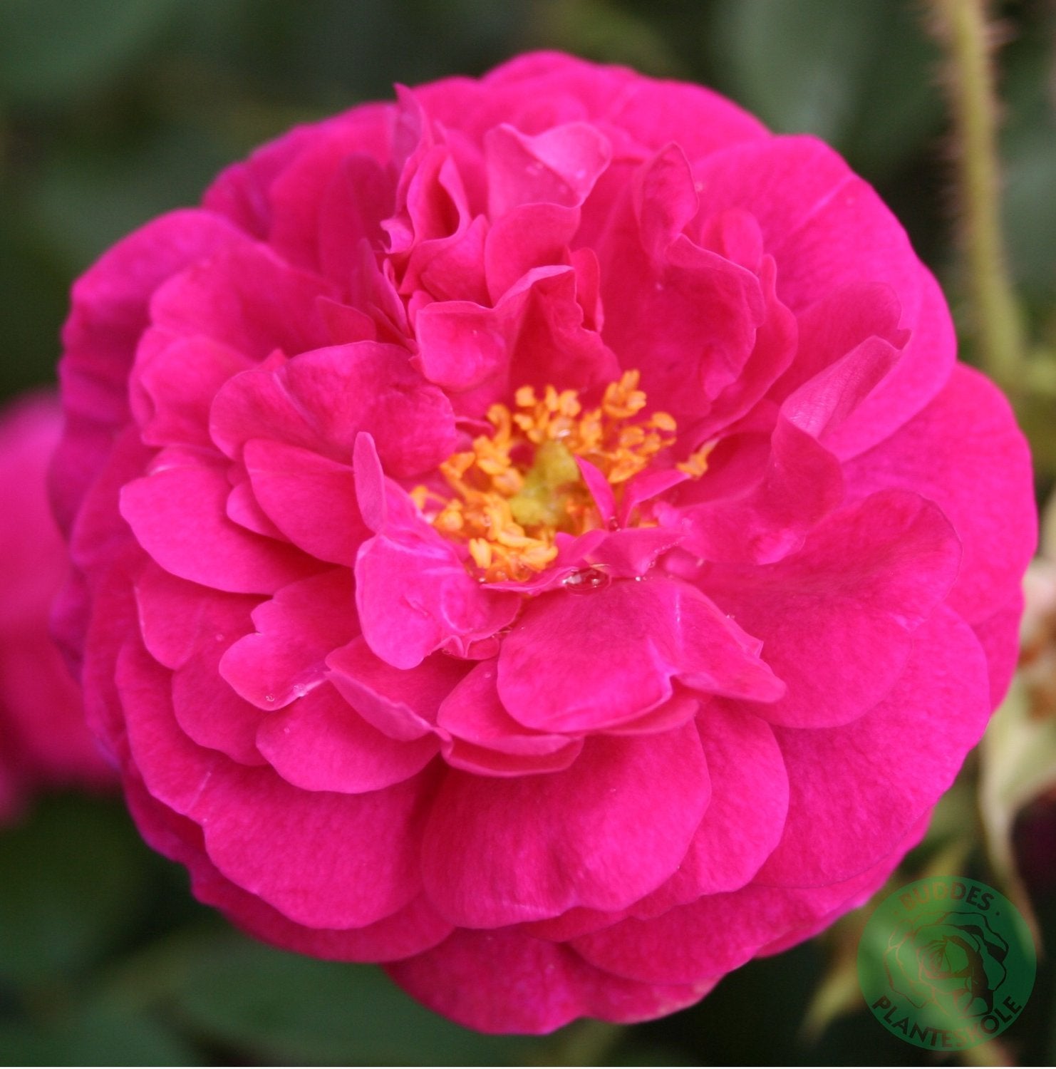 Rosa 'Henri Martin'