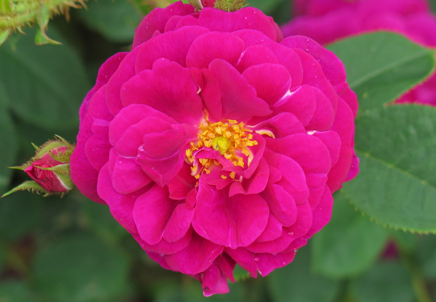 Rosa 'Henri Martin'