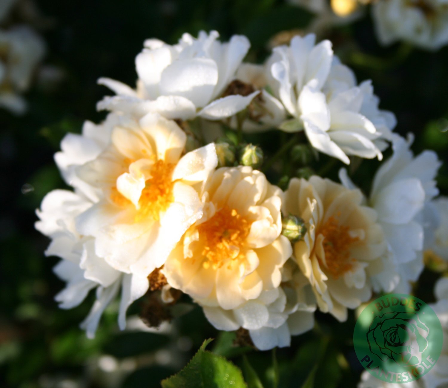 Rosa (Helenae-Gr.) 'Hybrida'