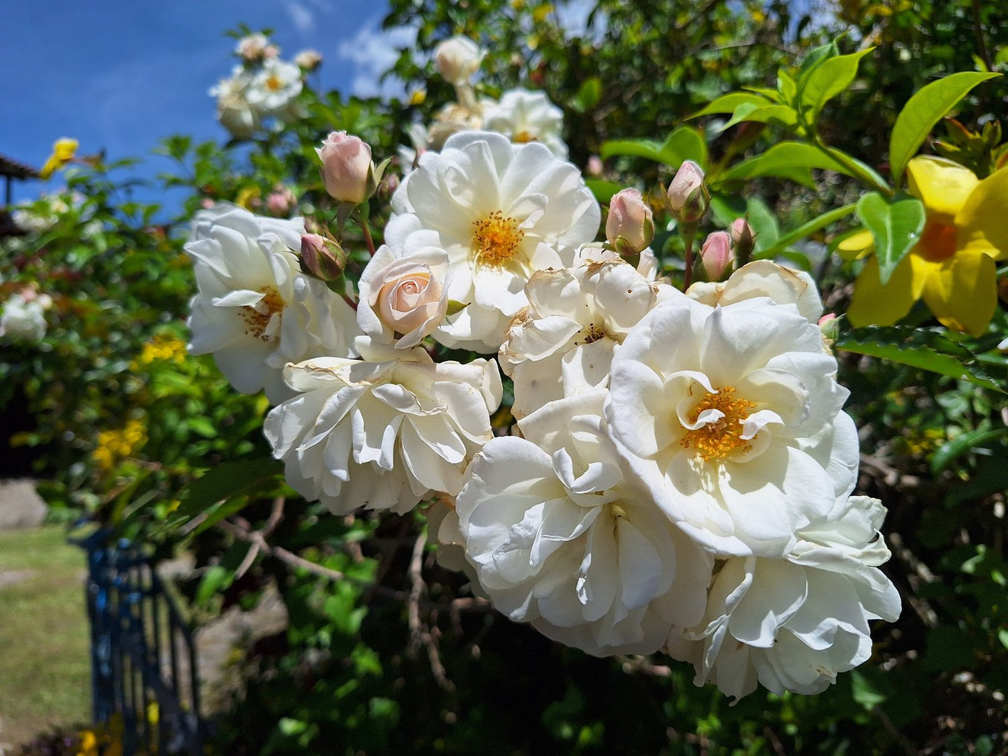 Rosa (Helenae-Gr.) 'Hybrida'