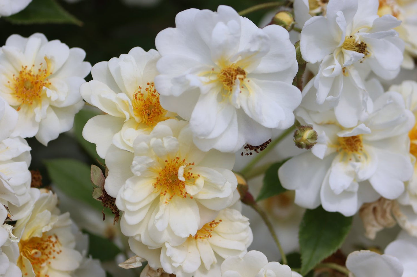 Rosa (Helenae-Gr.) 'Hybrida'