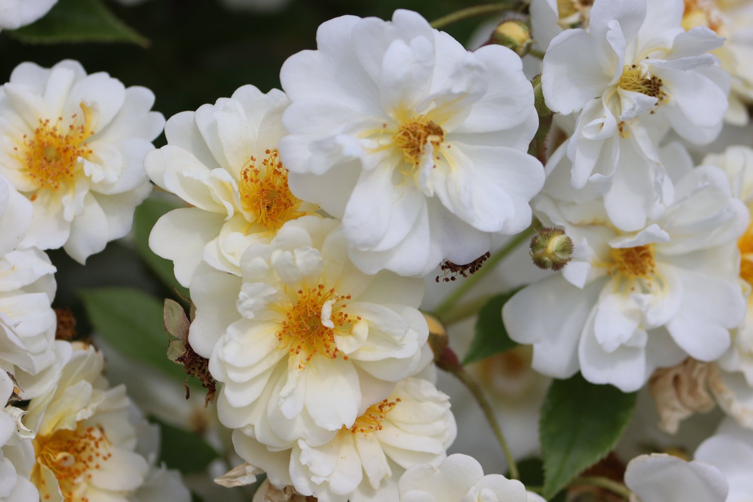 Rosa (Helenae-Gr.) 'Hybrida'