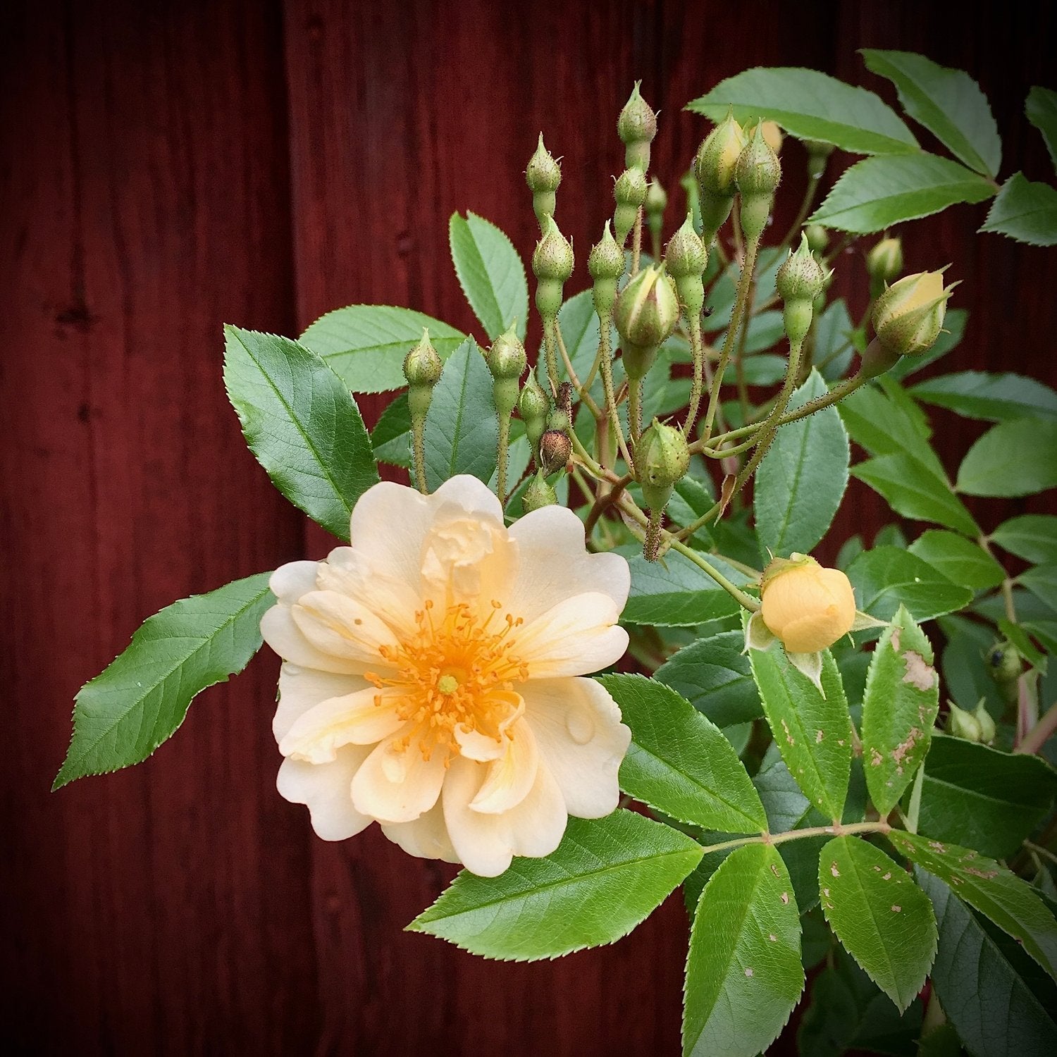 Rosa (Helenae-Gr.) 'Hybrida'