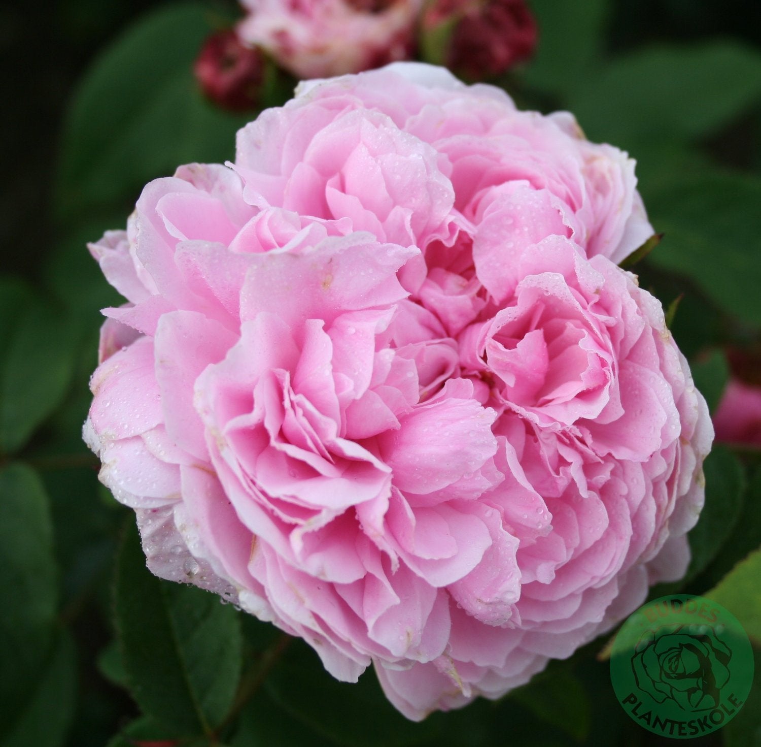 Rosa 'Jacques Cartier'