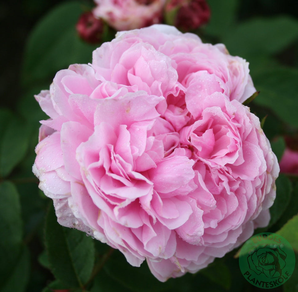 Rosa 'Jacques Cartier'