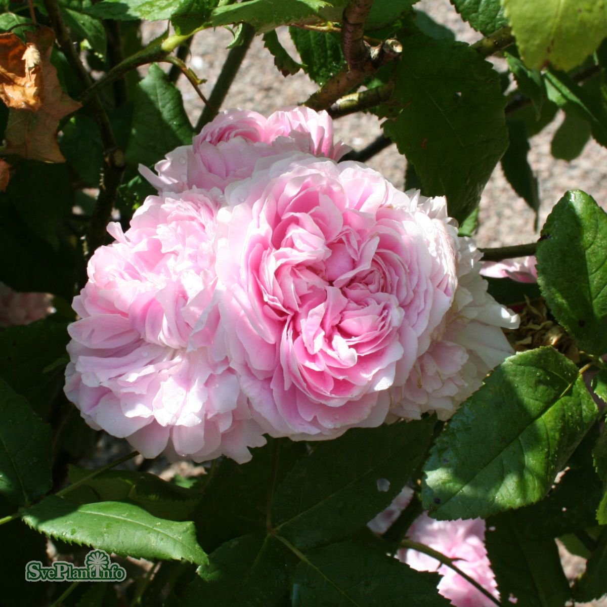Rosa 'Jacques Cartier'
