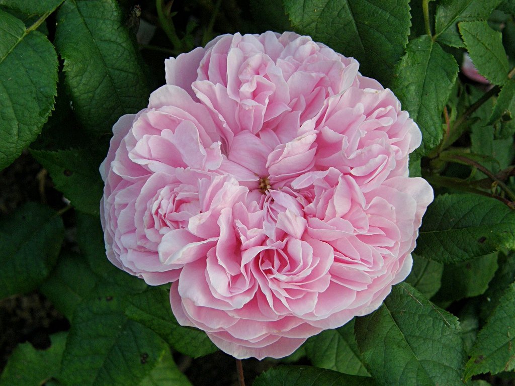 Rosa 'Jacques Cartier'
