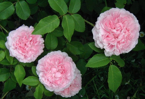 Rosa 'Jacques Cartier'
