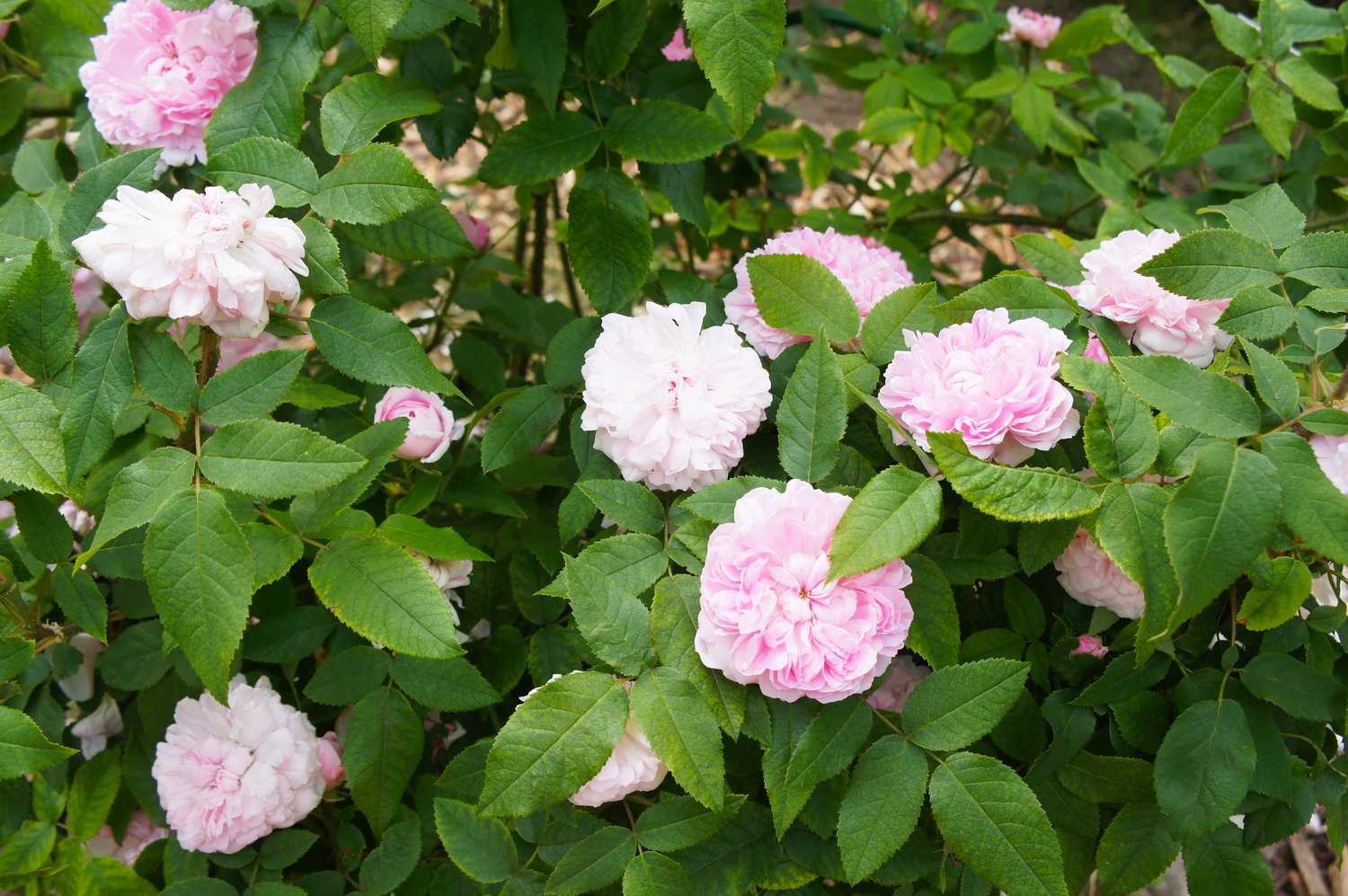 Rosa 'Jacques Cartier'