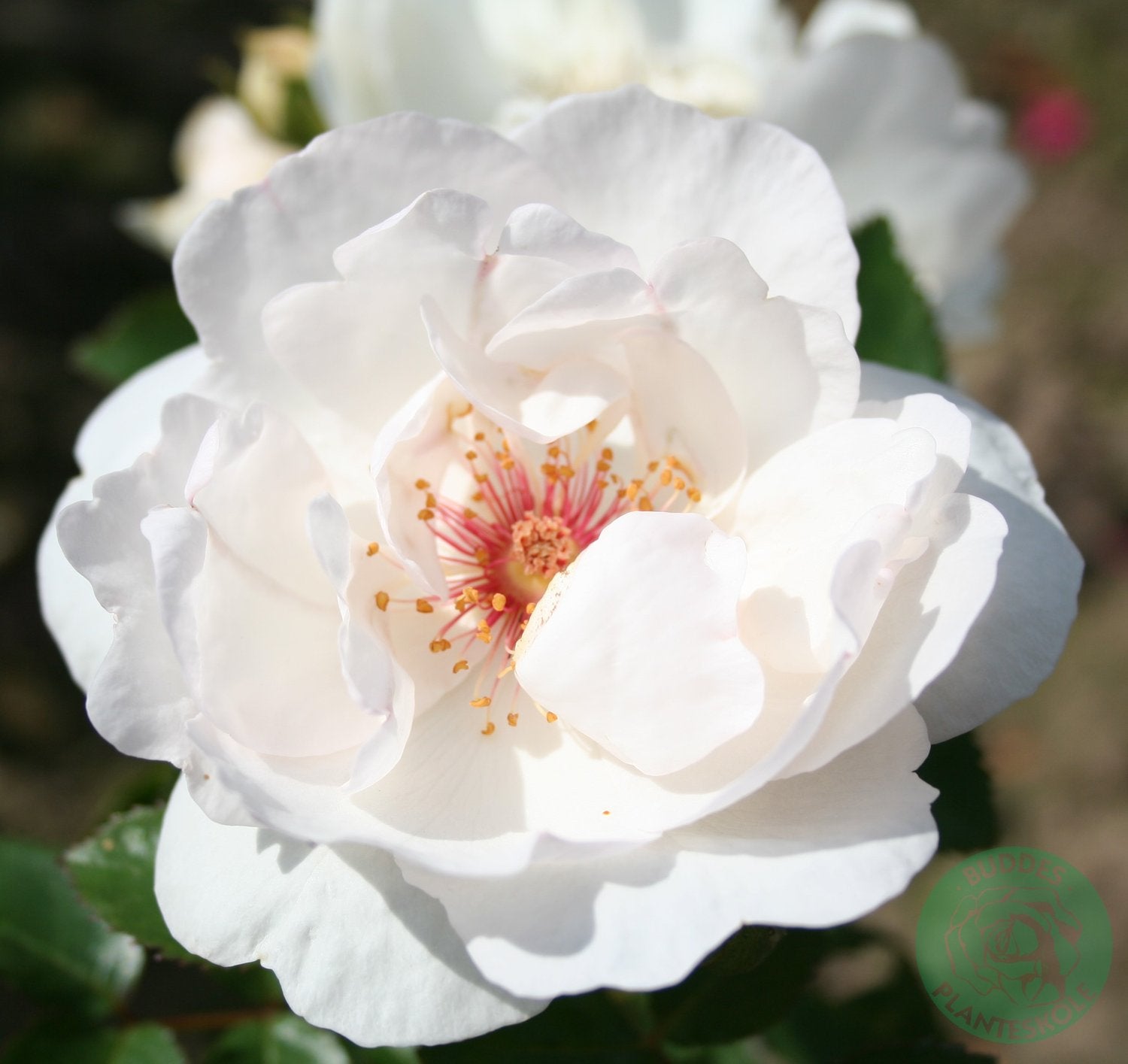Rosa Jacqueline Du Pré