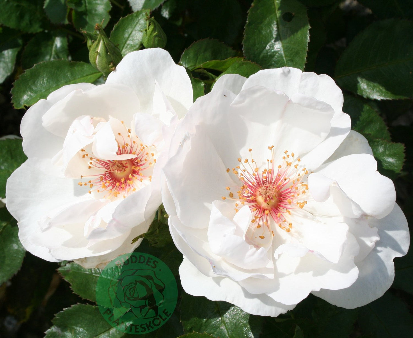 Rosa Jacqueline Du Pré