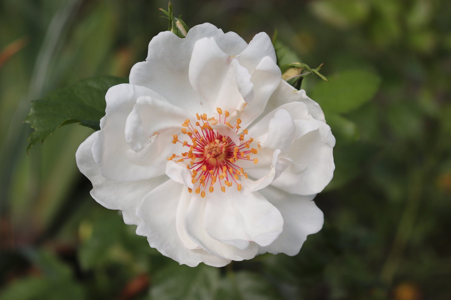 Rosa Jacqueline Du Pré