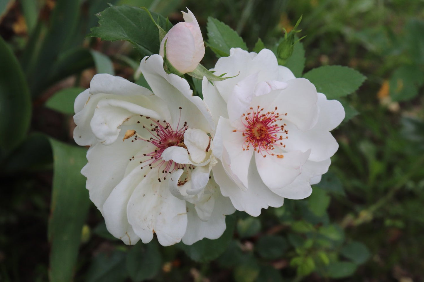 Rosa Jacqueline Du Pré