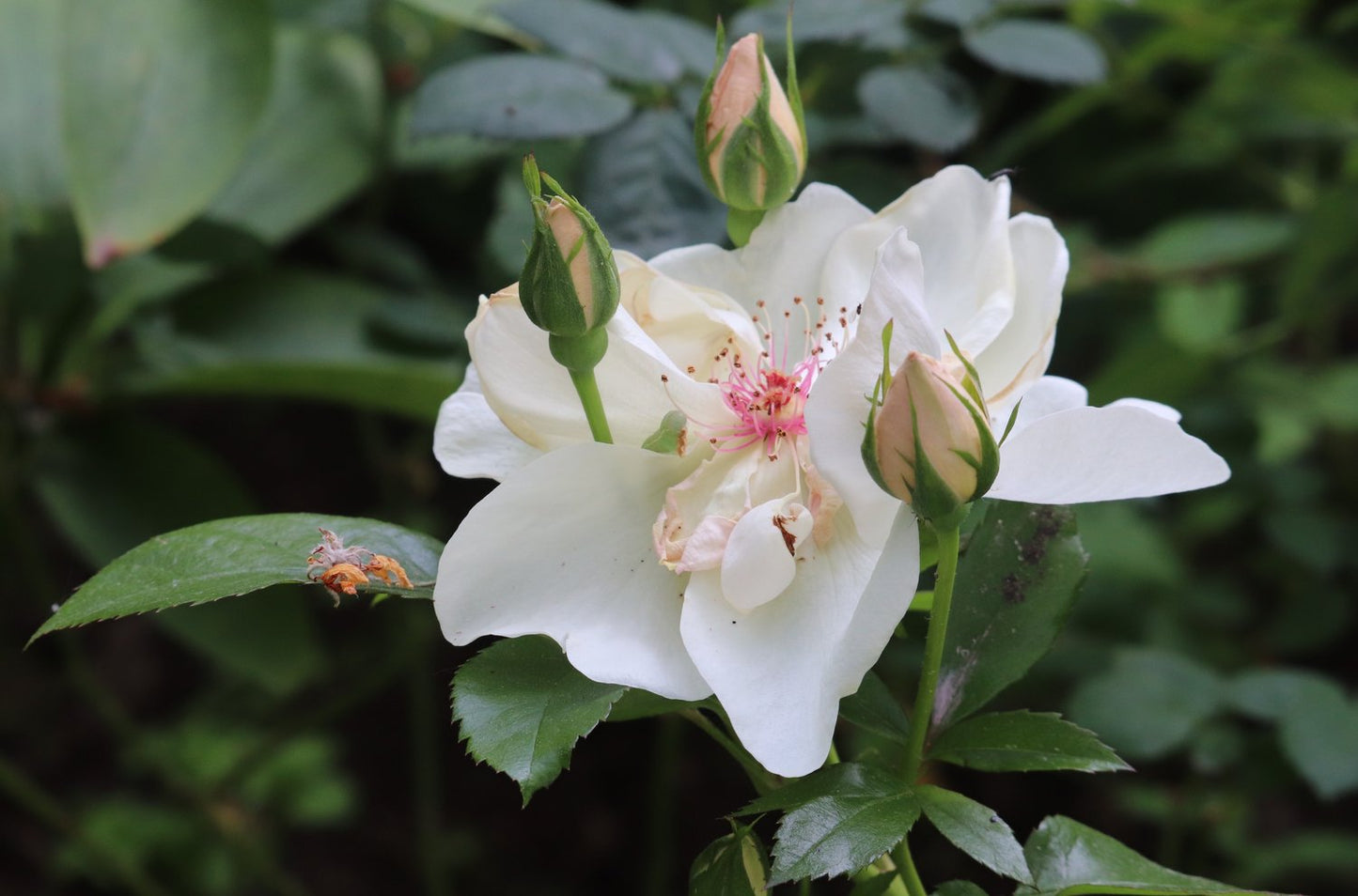 Rosa Jacqueline Du Pré