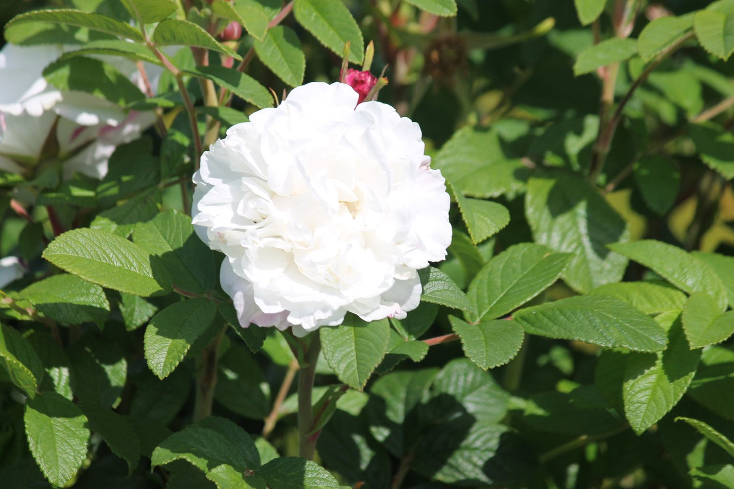 Rosa 'Little White Pet'
