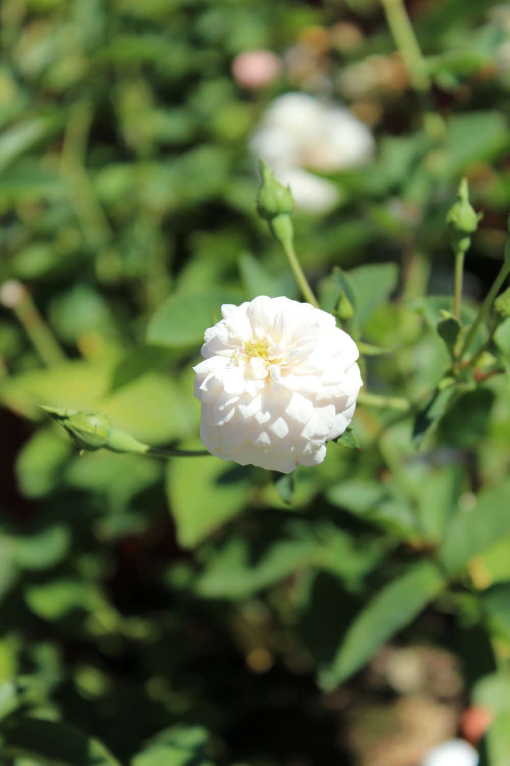 Rosa 'Little White Pet'