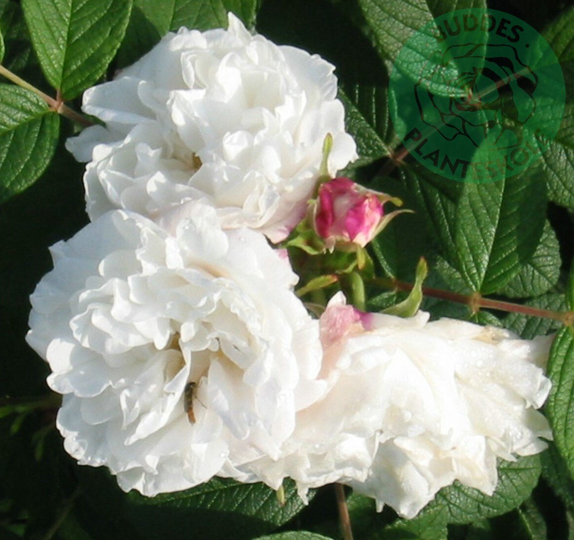 Rosa 'Louise Bugnet'