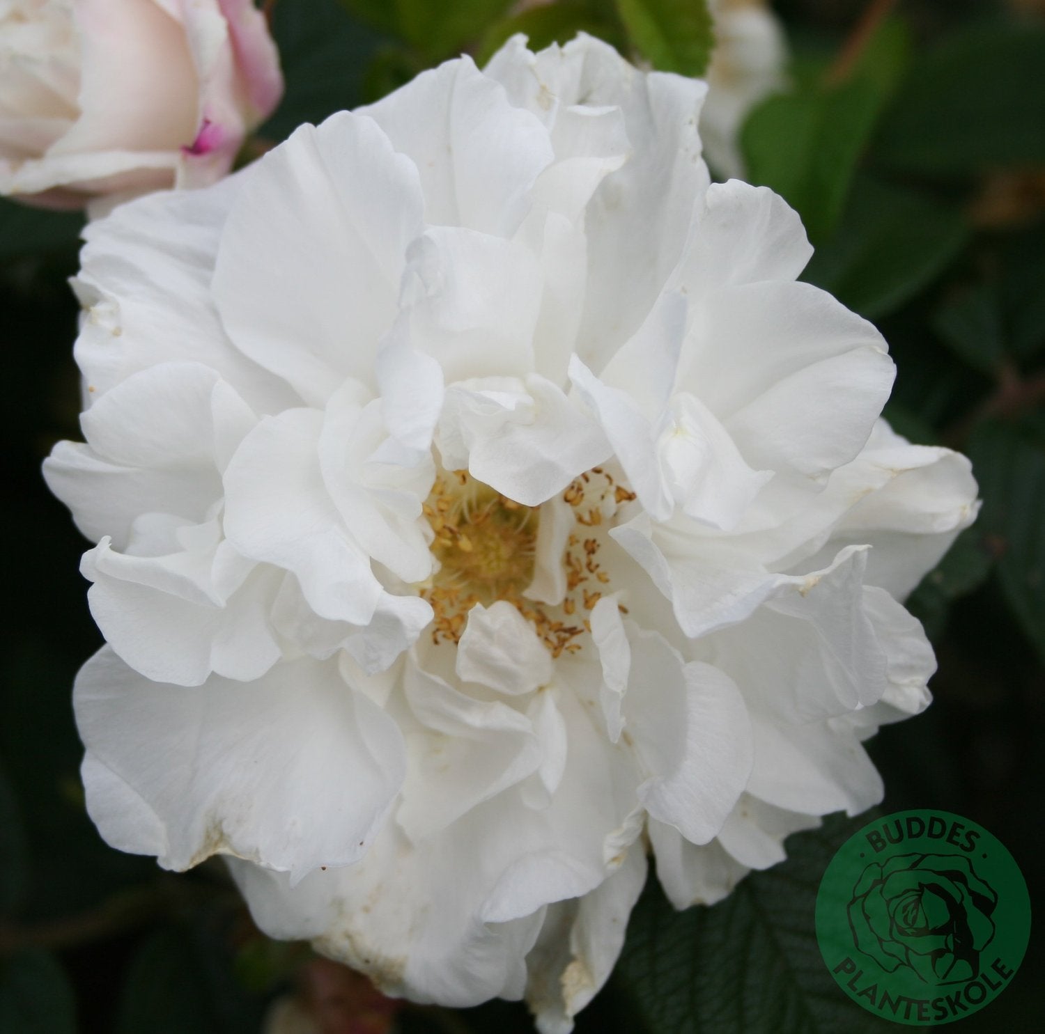 Rosa 'Louise Bugnet'